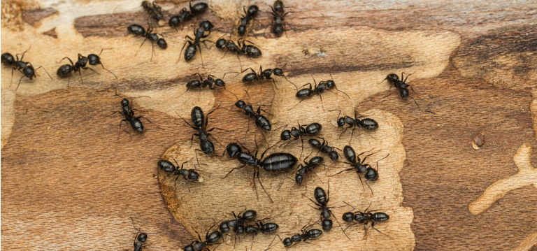 carpenter ant control