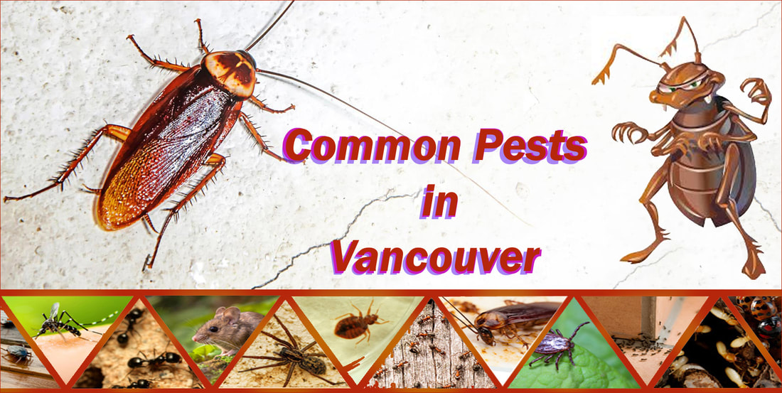 common pests in vancouver