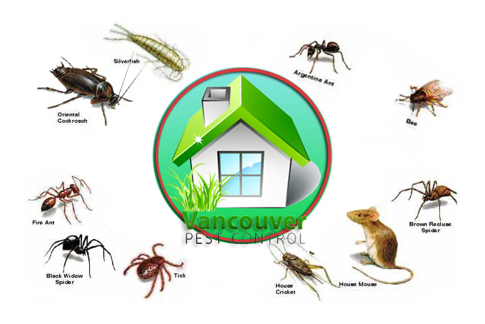 Ant Control And Prevention In Portland