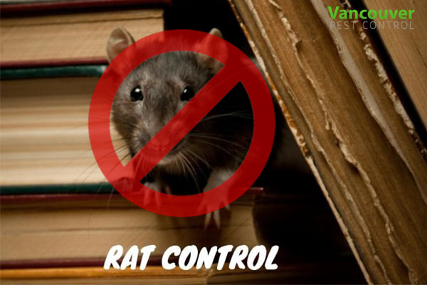 Rat Control Service
