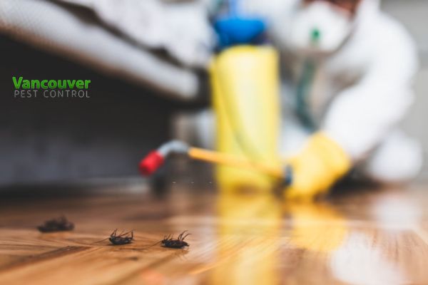 Pest Control in Vancouver